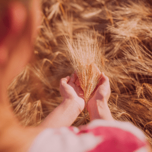 farmer holding wheat in their hands in a field in Saskatchewan